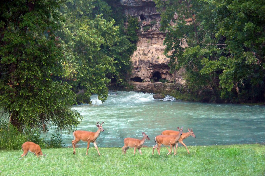 Deer at Spring by Albert Allen